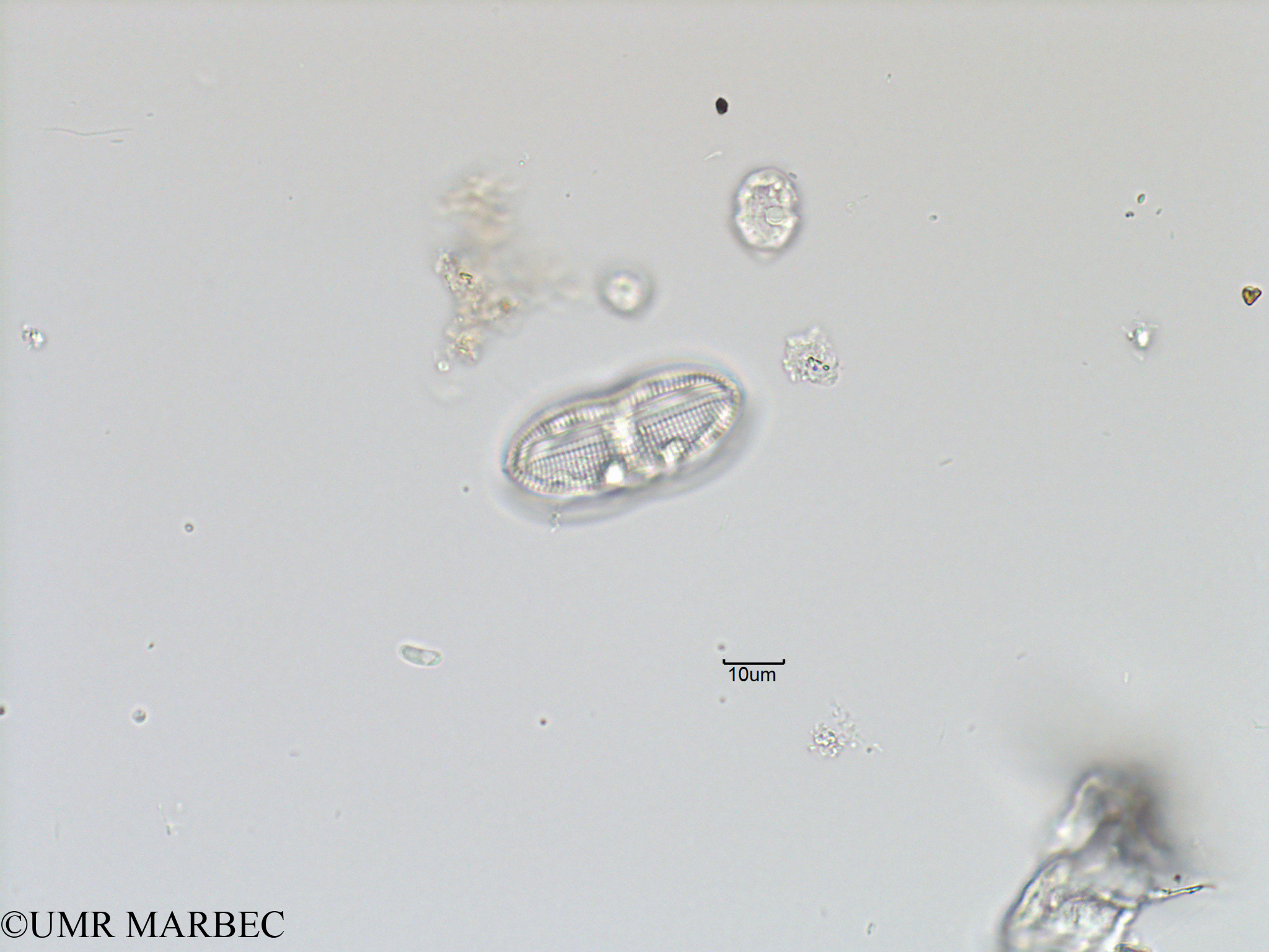 phyto/Bizerte/bizerte_bay/RISCO November 2015/Diploneis spp (Baie_T5-ACW2-Navicula-7).tif(copy).jpg